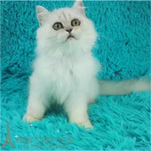金吉拉幼猫长毛猫纯种金吉拉宠物猫金吉拉幼猫绿眼睛活体猫咪p