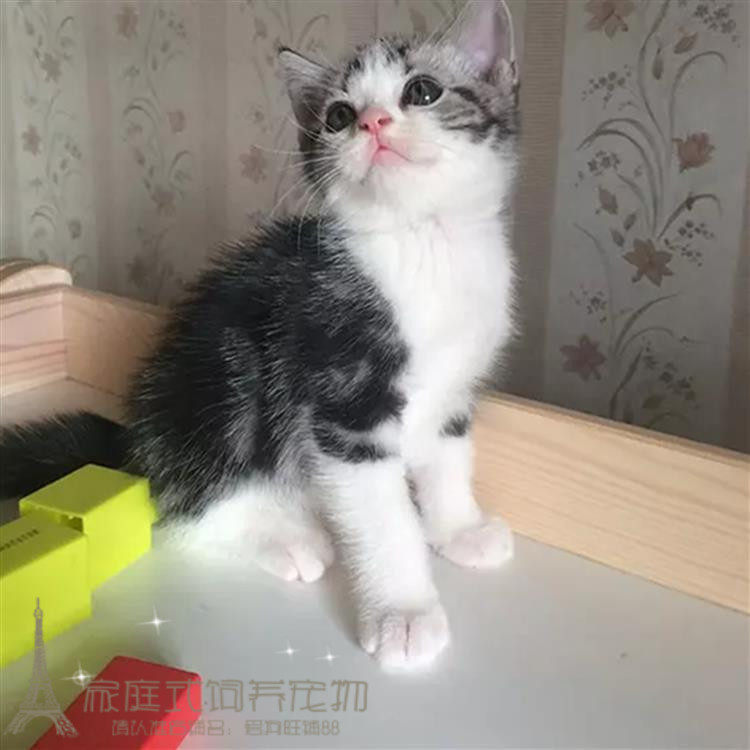 美短活体纯种幼猫美短虎斑标斑美短银虎斑加白纯种家养美短幼猫p