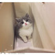 出售家养纯种英国短毛猫蓝白英短蓝白正八宠物猫咪活体可爱萌宠p