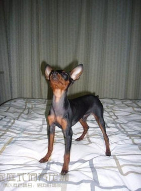 纯种活体出售迷你杜宾犬
