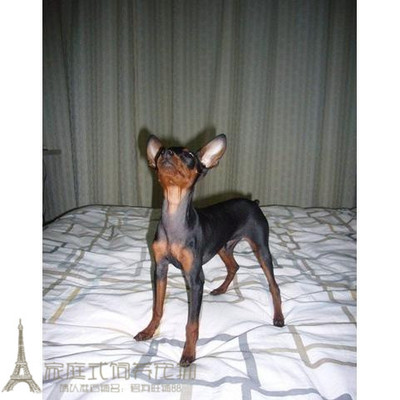 纯种活体出售迷你杜宾犬
