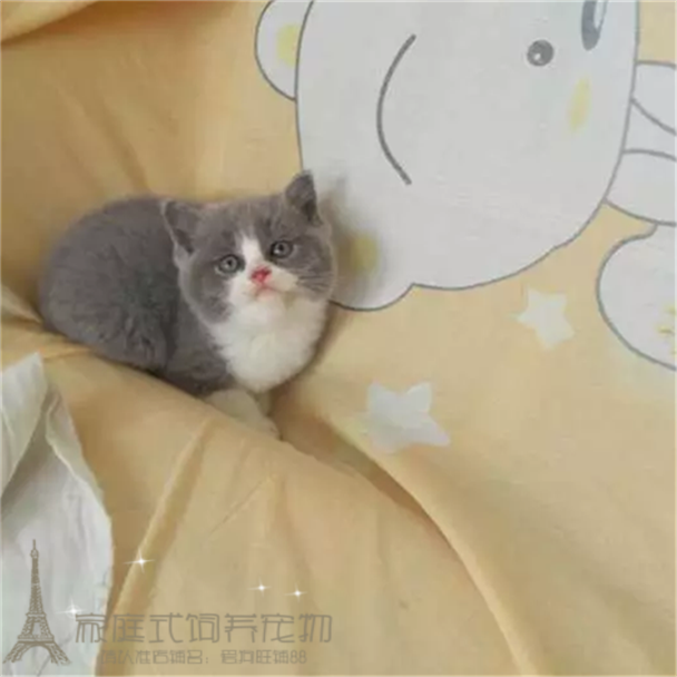 英短蓝白蓝猫宠物猫活体纯种英国短毛猫幼猫小猫公猫活体纯种猫p