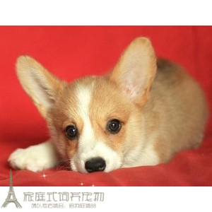 双色纯种柯基犬宠物狗两色柯基幼犬活体聪明温顺支持支付宝活体g