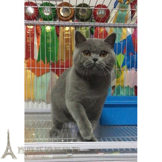 赛级英短蓝猫英国短毛猫家养活体幼猫纯种英短蓝猫纯种英短幼猫g