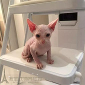 上海斯芬克斯无毛猫加拿大无毛猫蓝眼公猫宠物猫咪活体纯种出售p
