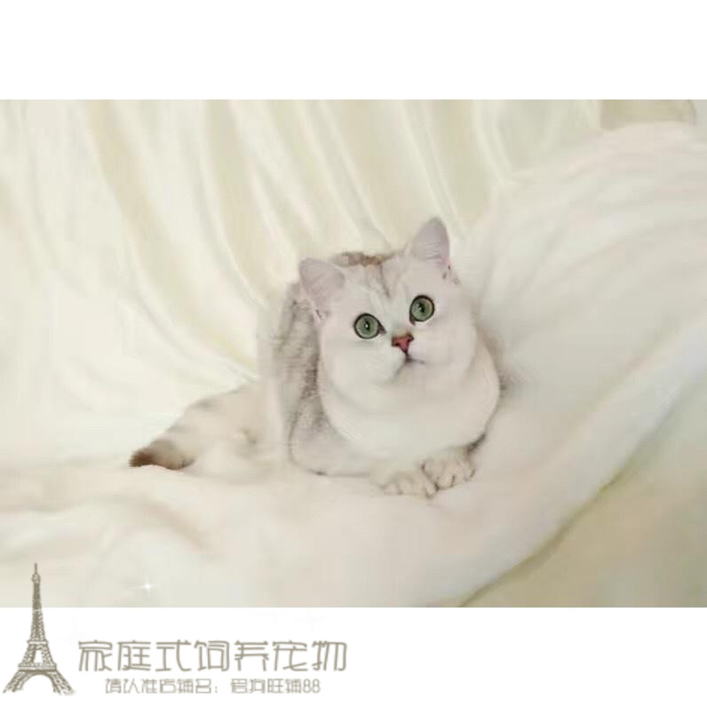 纯种银渐层英国短毛猫 英短渐层绿眼 包子脸幼猫活体