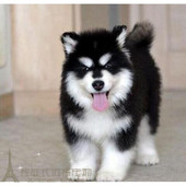 纯种巨型桃脸十字脸阿拉斯加雪橇犬幼犬家养宠物活体狗狗p