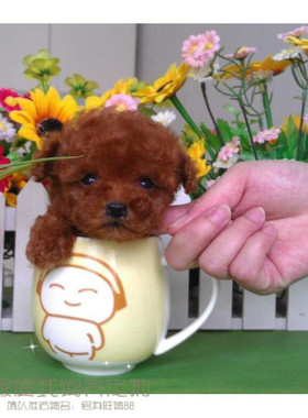 赛级红泰迪幼犬茶杯长不大的泰迪狗玩具型迷你赛级灰色贵宾p9p