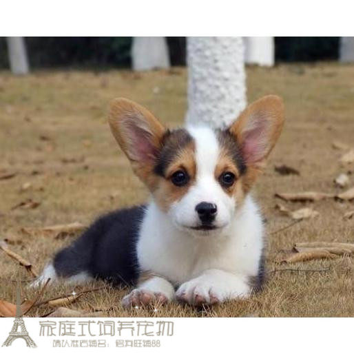 黄头三色柯基犬宽鼻缝三通大围脖短腿柯基犬幼犬活体宠物狗p