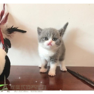 赛级纯种英国短毛猫幼猫英短蓝白活体宠物猫正八五粉蓝白猫活体p