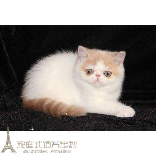 CFA注册猫舍出售加菲猫宠物猫异国短毛猫幼猫活体纯种加菲幼猫p