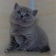上海出售纯种蓝猫英国短毛猫宠物猫活体幼猫包子脸英短蓝猫家养p