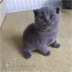 英国短毛猫英短蓝猫弟弟家养英短纯种猫宠物猫咪幼猫活体小猫咪p