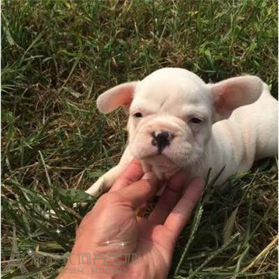 纯种活体法国斗牛犬法斗法牛活体赛级幼犬宠物狗狗出售7p