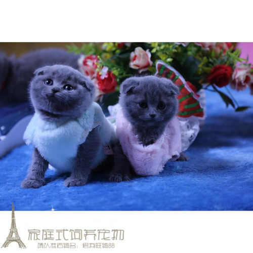 立耳活体英国短毛猫
