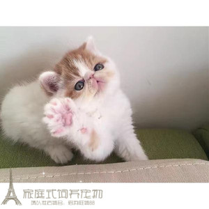 加菲猫宠物猫异国短毛猫家养纯种幼猫活体红白加菲猫弟弟扁脸猫g