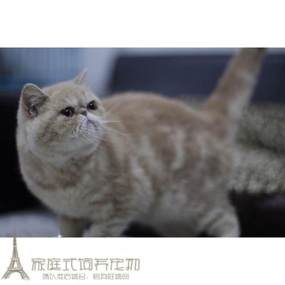 虎斑纯种活体异国短毛猫