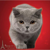 英短蓝猫活体英国短毛猫蓝猫活体纯种幼猫折耳猫猫咪宠物猫活体p