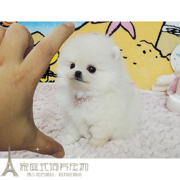 纯白色博美犬纯种茶杯博美日本俊介袖珍球体博美幼犬狗17g 家庭式饲养宠物 淘优券