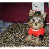 家养活体家养赛级约克夏宝宝小体型约克夏p