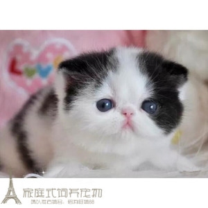 出售猫咪活体加菲猫幼猫加菲纯种幼猫宠物猫异国短毛猫家养幼猫g