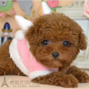 引进纯种泰迪幼犬红泰迪红色泰迪犬贵宾犬茶杯犬袖珍狗宠物活体p