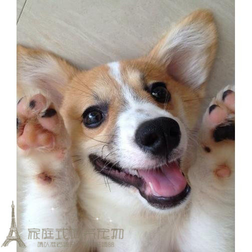 纯种双色短腿柯基幼犬活体宠物狗纯种公母都有国外引进骨量大p