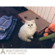 金吉拉 出售金吉拉宠物猫活体猫咪p 幼猫长毛猫纯种家养银渐层