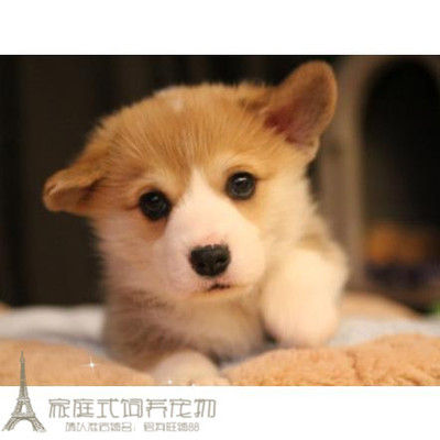 短腿威尔士活体三色伴侣犬