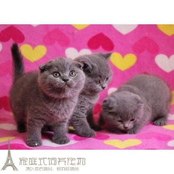 上海出售英短蓝猫活体宠物猫纯种家养幼猫包健康疫苗已做包健康p