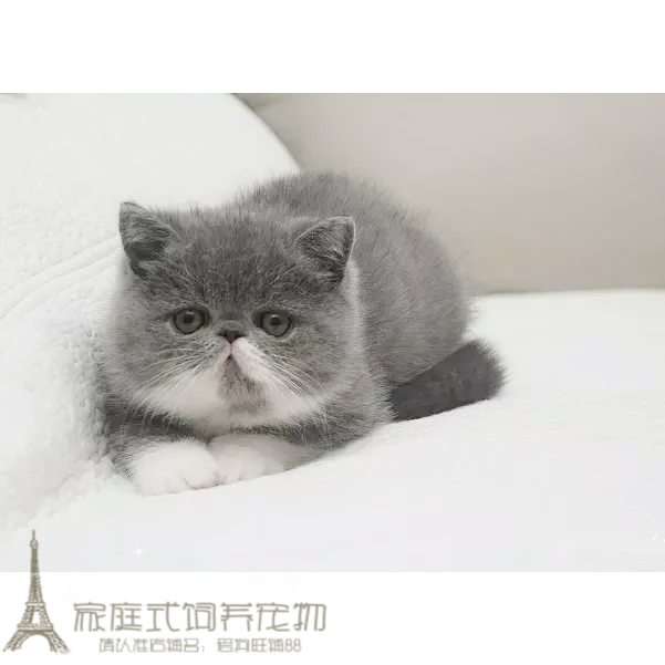 出售纯种活体蓝白异国短毛猫