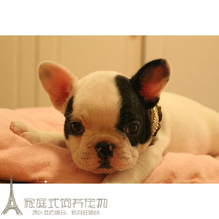 出售纯种海盗眼法国斗牛犬幼犬活体宠物狗家养健康更放心p