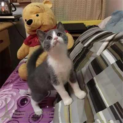 出售纯种活体英国短毛猫