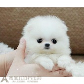 赛级家养纯种博美幼犬长不大袖 珍犬迷你狐狸宠物狗可上门挑kp