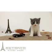 赛级家养繁殖蓝猫活体纯种幼猫宠物猫英国短毛猫蓝白英短猫幼猫p