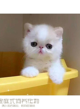 注册猫舍出售加菲猫宠物猫异国短毛猫家养纯种加菲幼猫活体DD公p