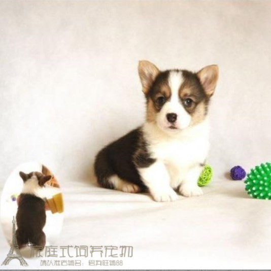 家养赛级活体双色三色柯基犬幼犬威尔士柯基宠物宝宝血统纯正p