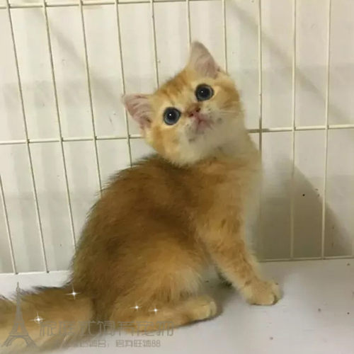 纯种金渐层活体英国短毛猫