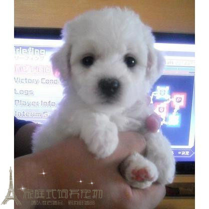 纯种活体法国卷毛比熊犬幼犬茶杯犬迷你型家养赛级幼狗比熊犬40p