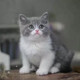 英国短毛猫英短蓝白活体纯种蓝猫猫咪幼崽宠物猫英短蓝白 包邮