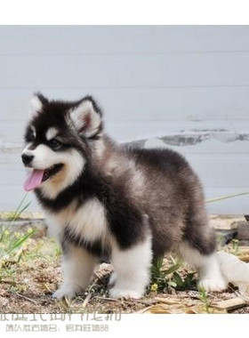 纯种活体巨型阿拉斯加雪橇犬幼犬烟灰色桃脸熊版巨大阿拉斯加69p