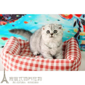 实体店出售英短银渐层幼猫英国短毛猫活体幼猫英短折耳猫宠物猫p