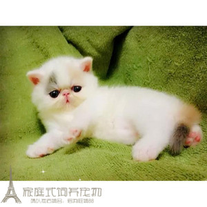 阿华猫舍出售活体加菲猫活体猫咪纯种宠物猫异国短毛猫家养幼猫g
