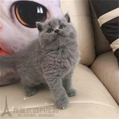纯种英国短毛猫活体英短蓝猫幼猫包子脸宠物猫蓝猫家养英短蓝猫p