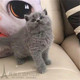 纯种英国短毛猫活体英短蓝猫幼猫包子脸宠物猫蓝猫家养英短蓝猫p