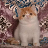 家养赛级异国短毛猫纯种宠物猫幼猫活体加菲猫活体宠物纯种猫咪p