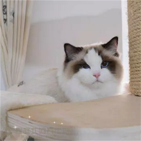 纯种布偶猫活体宠物小猫咪海豹重点色手套公猫已绝育布偶猫蓝眼p