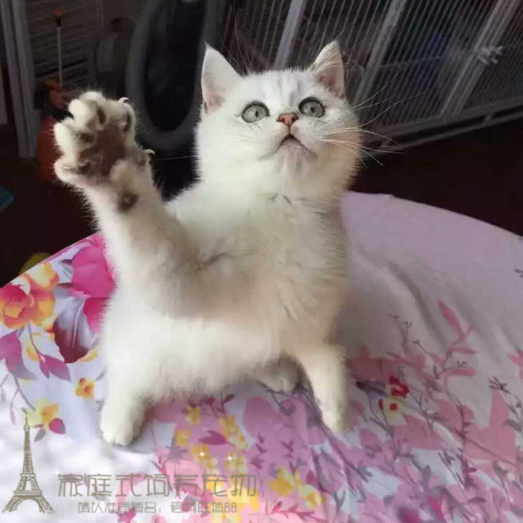 出售赛级宠物猫咪活体加菲猫英短蓝猫小猫礼物家猫迷你宠物异宠w