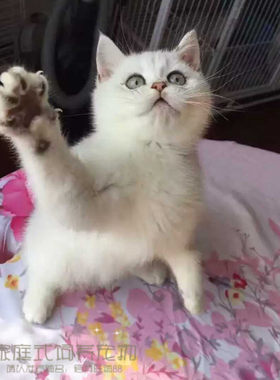 出售活体英短蓝猫