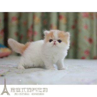 加菲猫宠物猫咪异国短毛猫幼猫家养纯种短毛幼猫活体红白加菲猫p